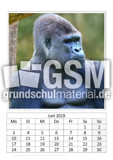 Juni_Flachland-Gorilla.pdf